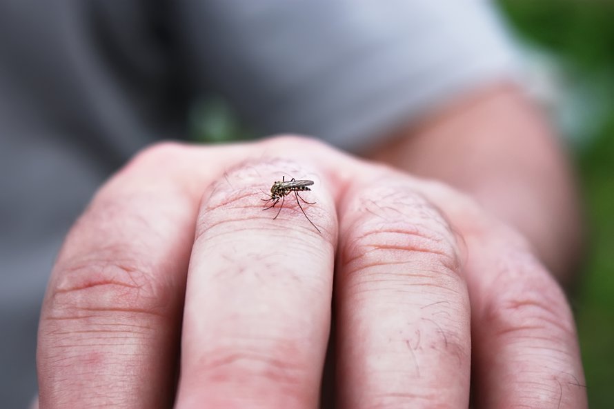 On totta, että nämä pirulaiset osaavat valita uhrinsa.
