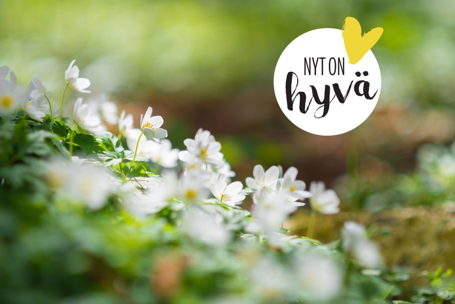 Mitä olisi äitienpäivä ilman valkovuokkoja? Tai no, tarkemmin ajatellen, kyllä se on ihana myös siellä, missä vuokot eivät kasva.