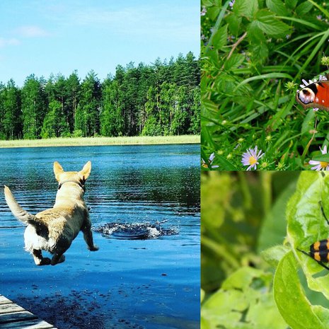 Kesä on täynnä nautintoja ja kauneutta! Ah, pakahduttavan ihanaa!
