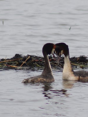 Tutkimuksen mukaan naisten vaatimukset miehiä kohtaan ovat kasvaneet. Myös lintujen parinvalinta voi olla monimutkaista. 