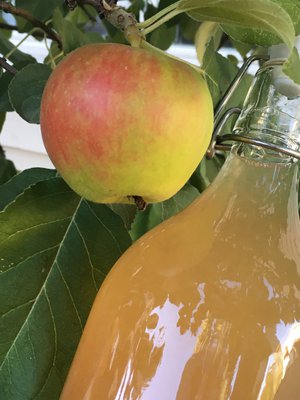 Omenalajike ja omenien kypsyysaste vaikuttavat mehun makeuteen ja määrään. 