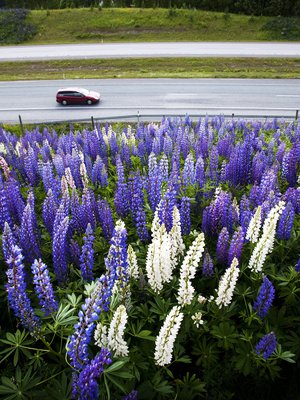 Lupiini on näyttävä kukka, joka on laajalti levinnyt esimerkiksi moottoriteiden varsille.