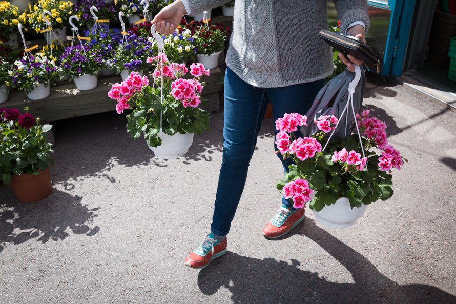 Hyvällä hoidolla pelargonit kukkivat yhtä komeasti koko kesän.