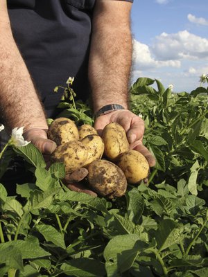 Varhaisperunoista kuori lähtee irti hieraisemalla.
