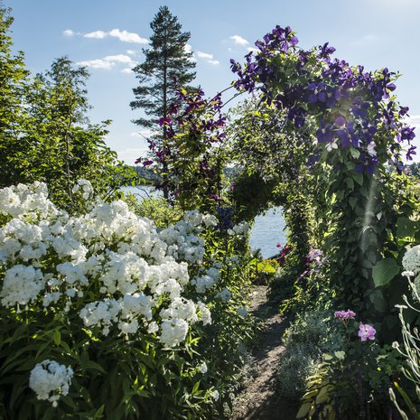 Jokisten puolen hehtaarin rinnetontti levittäytyy kodin ja loma-asunnon ympärillä järven rannalla Keski-Suomessa. Kärhöpolun alussa vasemmalla kukkii nimetön vanha valkoinen kiiltoleimu. Lisäksi polun varrella kukoistavat Clematis Romantica, Clematis Etoile Violette ja pallohortensia Annabelle.