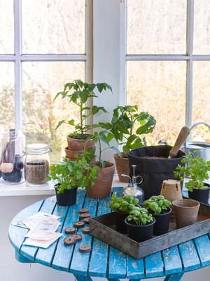 Kiri kevään tuloa ja istuta keittiötarhan taimet. Tomaatti ja chili kannattaa kylvää juuri nyt, persiljan ja basilikan ehdit kylvää muutama viikko myöhemminkin.