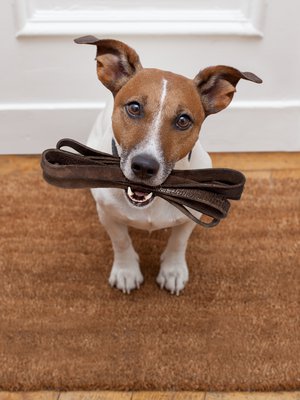 "Minulla on koira ja voin vakuuttaa, että siinä on järjetön vaiva. Mutta vaiva on itse valittu eikä mitenkään vähennä sitä hillitöntä iloa, mitä koira tuo jokaiseen päivääni."