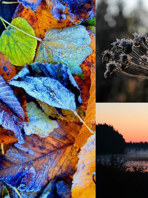 Kuivunutkin on kaunista! Lokakuu tuo luontoon uuden väripaletin.