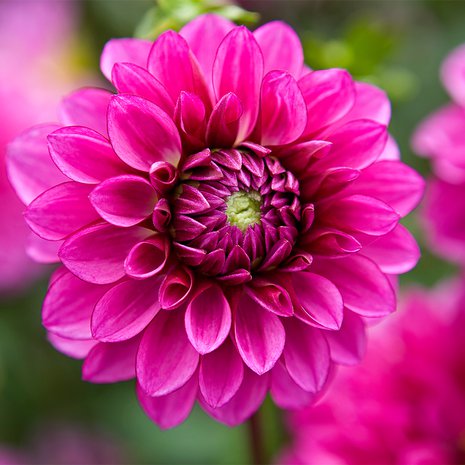 Daalia on yksi puutarhan upeimmista kaunottarista!