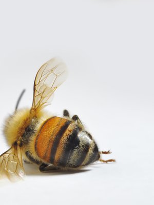 "Nyt miuta väsyttää, ei jaksa."