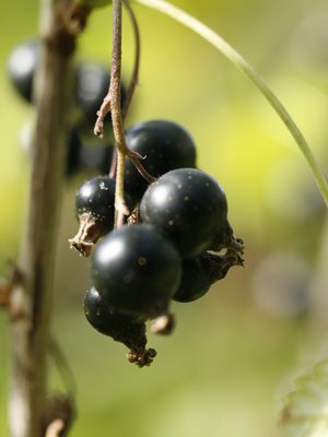 Marjasaalis pienenee vuosi vuodelta, jos marjapensaat jättää oman onnensa nojaan. 