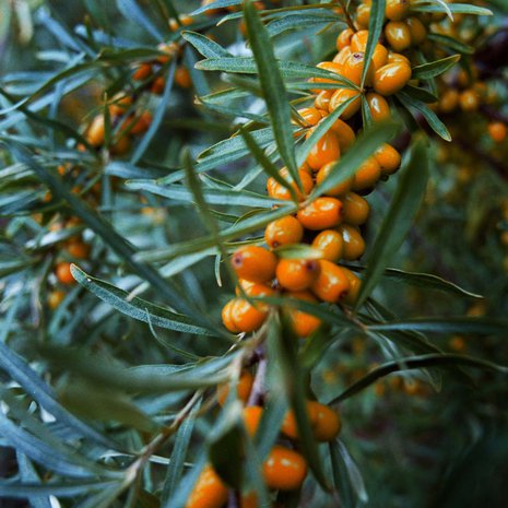 Tyrnin kirpeät marjat ovat parhaimmillaan ensipakkasten jälkeen. Täysin kypsinä ne on myös helpointa kerätä.