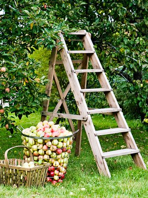 Omenapuiden hoitoleikkaus kannattaa tehdä juuri näihin aikoihin, kevättalvella.