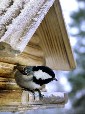 Löytyykös täältä pähkinöitä?