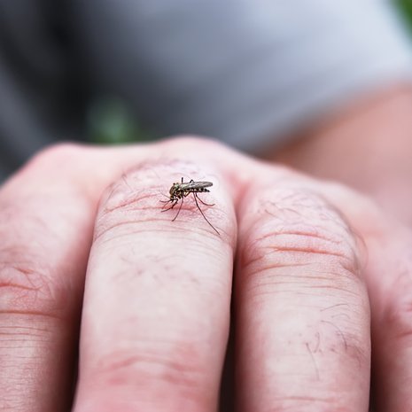 On totta, että nämä pirulaiset osaavat valita uhrinsa.
