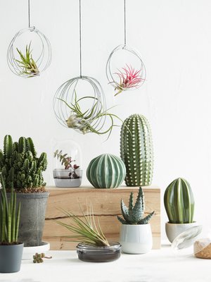 Laiskan kastelijan keidas! Kaunis asetelma syntyy ilmakasveista sekä elävistä ja keraamisista kaktuksista. Tämän helppohoitoisempaa kotipuutarhaa et löydä.