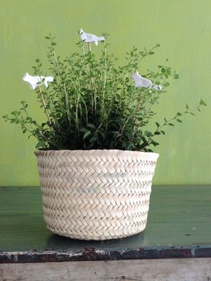 O niin kuin oregano. Piparkakkumuottia tarvitaan kesät talvet.