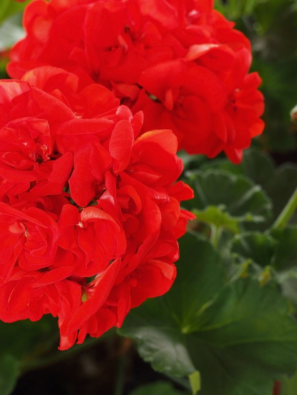 Perinteiset punaiset pelargonit ovat kestävimmästä päästä. Oikealla hoidolla ja kukkien nyppimisellä kaikenväriset kukoistavat!