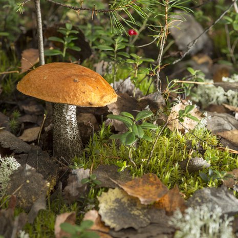 Metsien kätkössä odottaa punikkitatti ja moni muu herkkupala. Kuva: Pete Aarre-Ahtio.