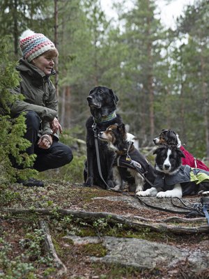 Tuulan Pessi-kissa sekä koirat Halti, Hetta, Ropi, Unna ja Aapa-pentu ovat parasta retkeilyseuraa.