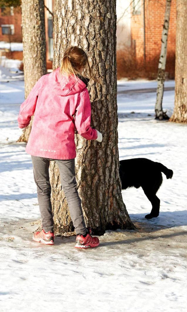 Topi löytää helposti puunjuureen piilotetun namipalan.