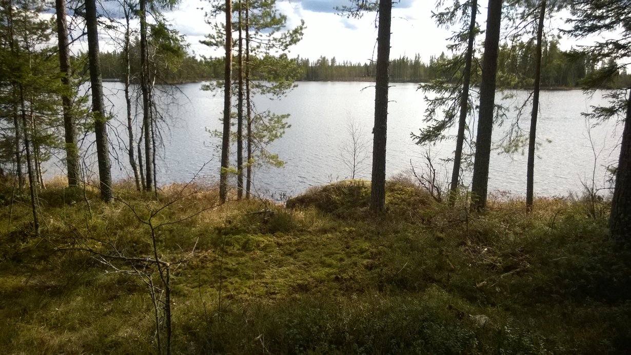 Telttasaunan paikka on lammen rannassa: uimaan vain muutama harppaus.