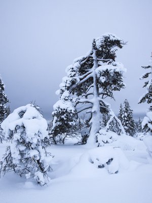 Ilmatieteen laitoksen mittaushistorian alin joululämpötila, -43 astetta, mitattiin Sodankylässä vuonna 1947.