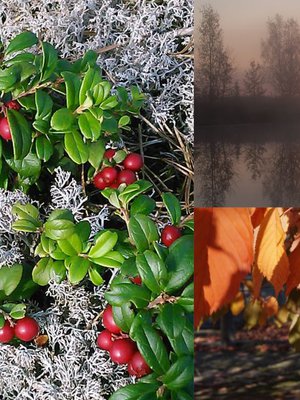 Usvaa, ruskan värejä ja kypsien marjojen hehkua. Syksy on ihana!