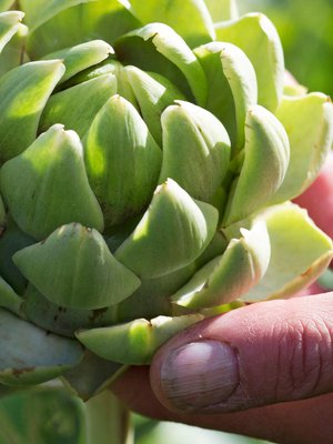 Latva-artisokka on näyttävä ohdakkeen sukulainen. 