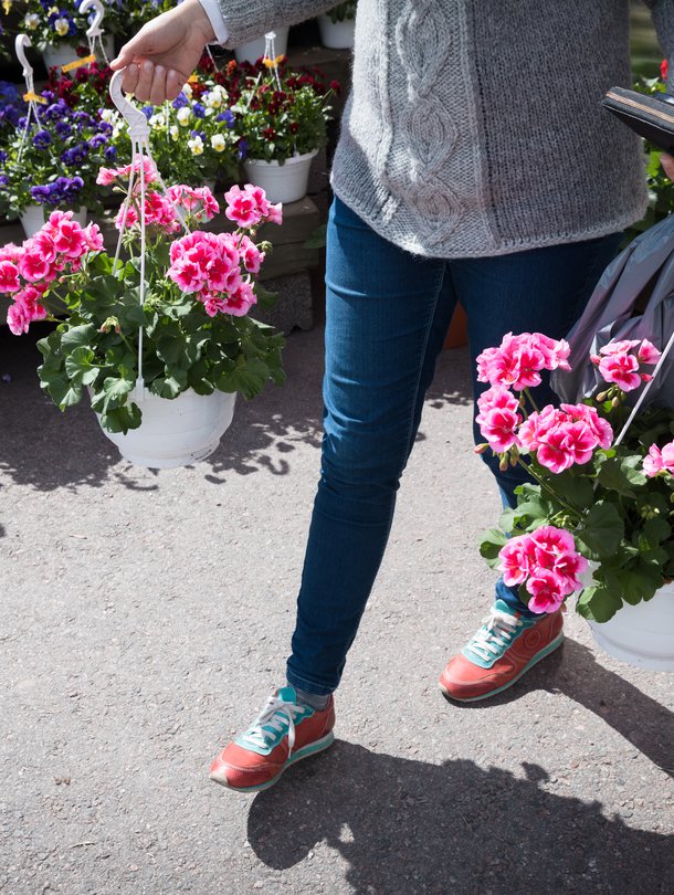 Hyvällä hoidolla pelargonit kukkivat yhtä komeasti koko kesän.