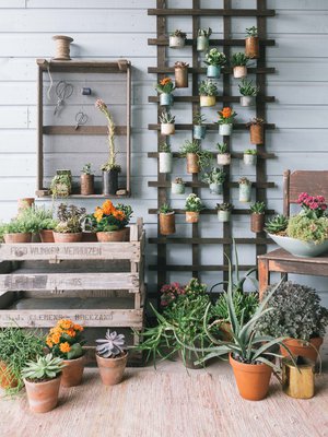 Ruukkuja riittää lattialle, hyllylle ja pitkin seinää. Oman trendikkään viherseinän voit koota kiinnittämällä köynnöskasviritilään rautalangalla pieniä ruukkuja. Rouhean tyylin ruukut syntyvät maalaamalla peltipurkkeja. Salaojita purkit kevytsoralla, niin voit istuttaa mehikasvit suoraan niihin.