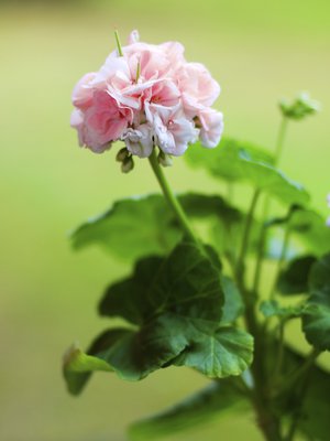 Pelargoni voi talvella kadottaa kauneutensa, mutta herätä ihanaan kukkaloistoon taas ensi kesänä.