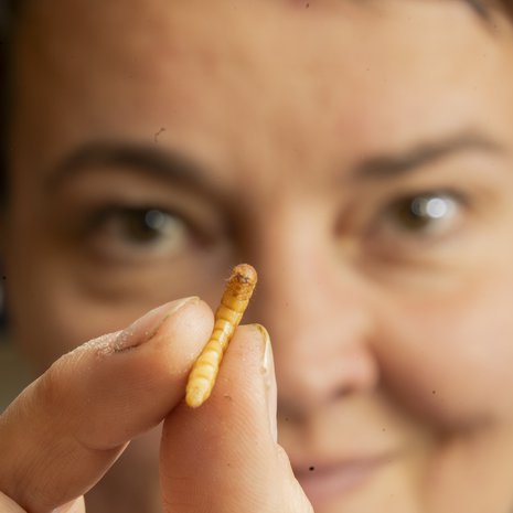 Pauliina Rautio käy rajanvetoa siitä, kuka saa elää. Jauhomadot eivät saa. Niistä tulee ruokaa Pauliinan hoitamille linnuille.