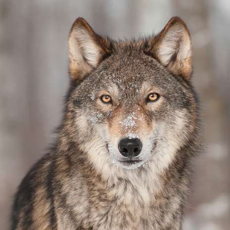 Onko sinussa sisällä ehkä susi vai kenties perhonen? 