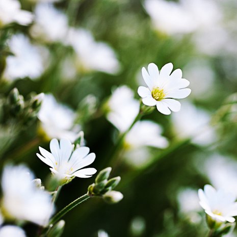 Puutarhasta saa suloisen pienelläkin budjetilla. 
