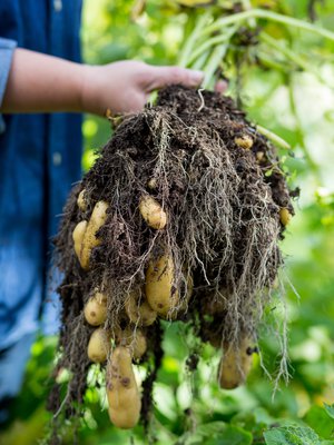 Voit nostaa potut heti, kun mukulat ovat mielestäsi sopivan kokoiset.