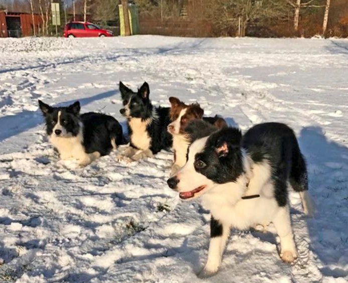 Ulkoilu ilman koiraa on teeskentelyä. Monty ja kauniit kaverinsa treenien jälkeen.