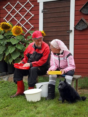 Yhdessä hommat sujuvat mukavasti. Marjojen putsaus tehdään käsin, rauhassa. Maalla ei ole kiire.