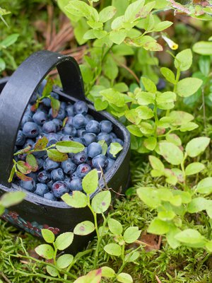 Mustikat paitsi maistuvat taivaallisilta myös edistävät terveyttämme monin tavoin.