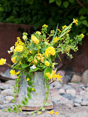 Varjoisassakin pihassa keltainen kukinto näkyy kauas.