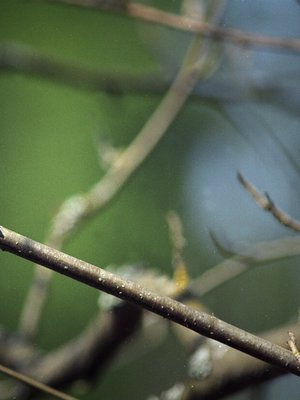 Kirjosieppo on kiitollinen uudesta kodista.