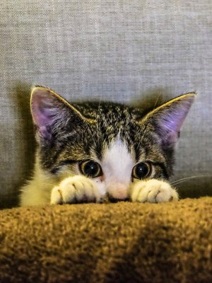 Pitäisikö tarttua rohkeasti johonkin uuteen? 