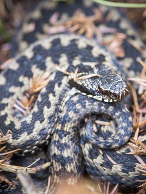 Kyykäärmeen elämässä on paljon yllättävää. 