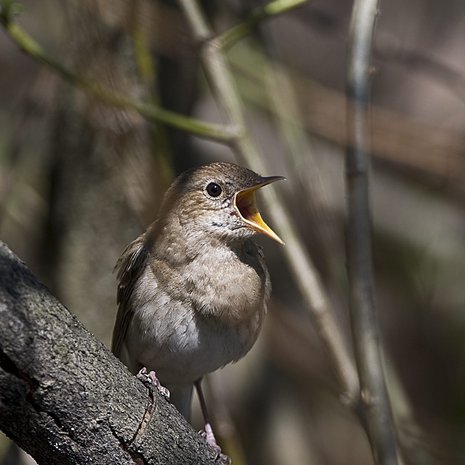 Satakielen laulua voi kuulla esimerkiksi hiljaisina kesäöinä. 