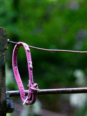 Kun lemmikki on poissa, poissa on ystävä, joka nukkui vieressä ja rakasti huonolla hetkellä.  Ei sellaista aukkoa maailmassa tukita tokaisemalla lohdutukseksi, että hanki uusi ystävä.