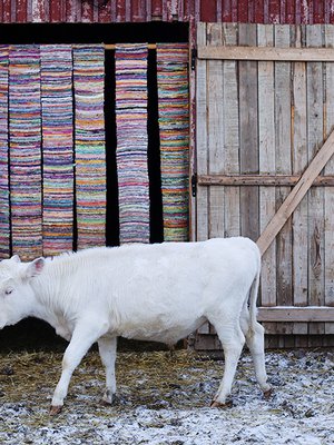Jekku on rodultaan lapinlehmä ja sen virallinen nimikin on komeasti saamea: Spiertačáhppes Njeccon. Nimi tarkoittaa pikimustaa irvistelijää, mikä kuulemma kuvaa hyvin sen jekkuilevaa luonnetta. Jekku tuli Tuulispäähän parsinavetasta, kun tilan tytär halusi antaa sonnivasikalle mahdollisuuden elämään.