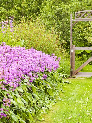 Nurmialueelle sopii hunajalta tuoksuva valkoapilanurmi, joka kutsuu paikalle pölyttäviä hyönteisiä. Käytävän reunakasvina kasvaa violettia jalopähkämöä.