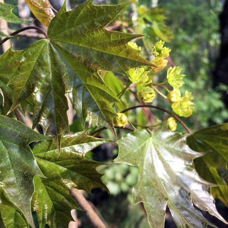 Vaahteraa voi syödä, kun sen lehdet vielä kiiltävät. Huuhtele siitepöly pois kylmällä vedellä ennen käyttöä.