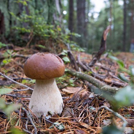 Tämä tässä on herkkutatti, ruokasienten aatelinen. Kasvaisiko se jo lähimetsässäsi? Kuva: <span class="photographer">Tapio Vanhatalo.</span>