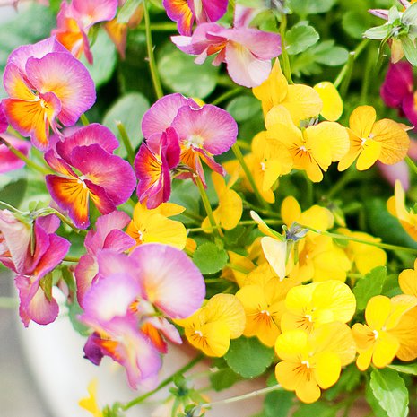 Kesäkukka rakastaa lannoitetta ja ilahtuu kastelukiteistä. Pienet asiat vaikuttavat paljon kukintojen määrään.